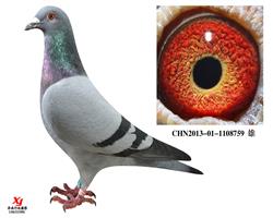 Ҽ̖ᡰķ ֱ