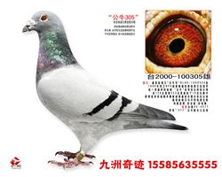 ţ305