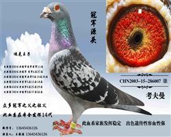 Ǩָ֧ԮԵ