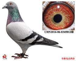 CHN2016-06-0345012