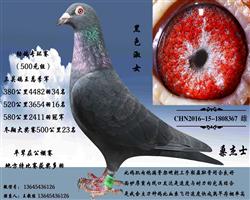 ɫŮ367