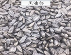 Ϳ1