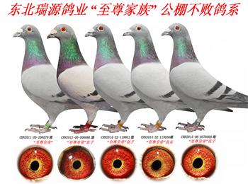 תȫָ롢ԭᡢԭᡢʿ塢ɼ롣