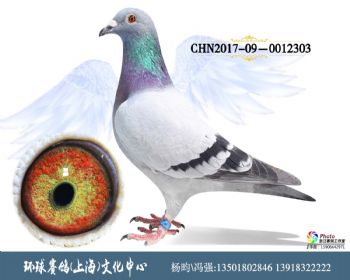 CHN201709-0012303