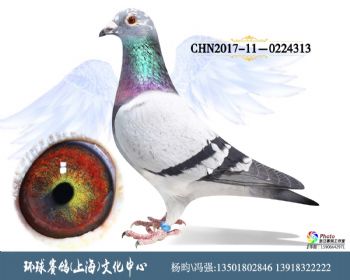 CHN201709-0224313