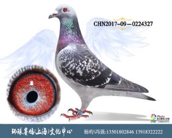 CHN201709-0224327