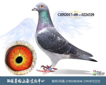 CHN201709-0224329