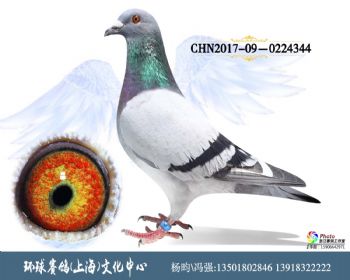 CHN201709-0224344
