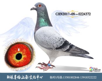 CHN201709-0224372