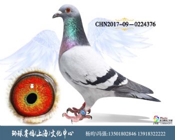 CHN201709-0224376
