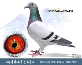 CHN201709-0224430