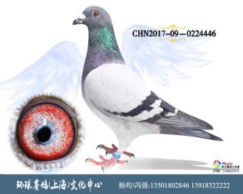 CHN201709-0224446