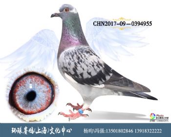 CHN201709-0394955