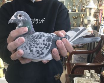 14-150891  ĴӢ-ר