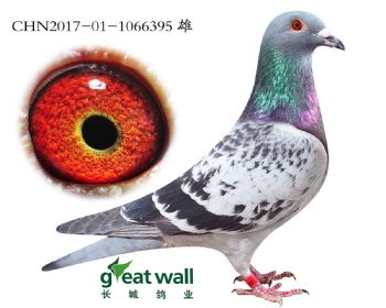 17.³x¸׵.6395