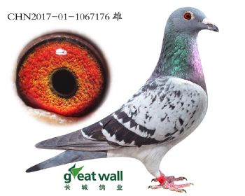 19.˽Ѫ.7176