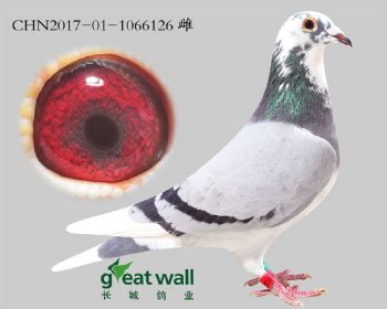 3.x.6126