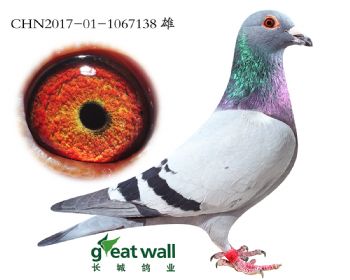 11.Ǳxٰ.7138