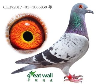 12.Ѫϵ.6839