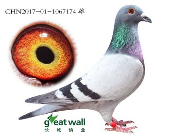 17.СӽѪ.7174