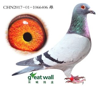 20.˽Ѫ.6406