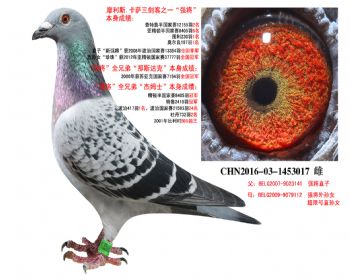   ǿֱXǿŮ