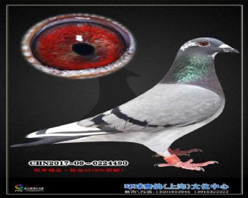 拍卖编号617746鸽照
