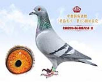〖中奥国际铭鸽〗“共赢天下”0867550