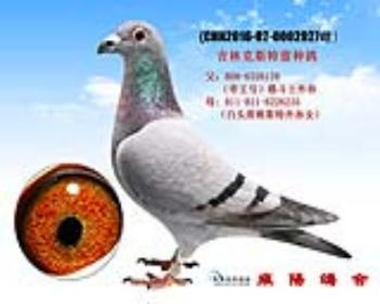 吉林克斯格斗士孙*白头席维斯特外孙女