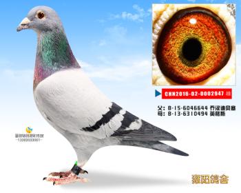 乔汉迪贝塞原舍*英格斯原舍178近亲