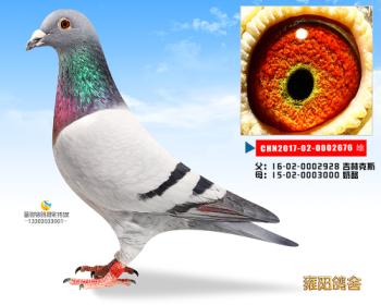 吉林克斯血系*奶酪小子近亲