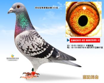 公棚实战血系