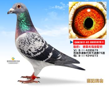 速霸龙指定配对