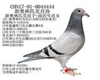 铁门关公棚6名兄弟鸽-1