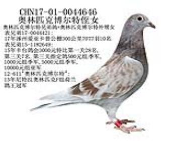 奥林匹克博尔特侄女-2
