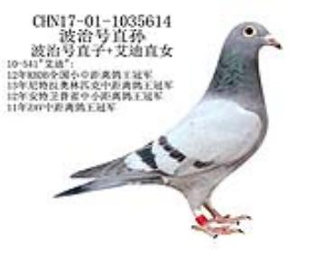 波治号直孙-4