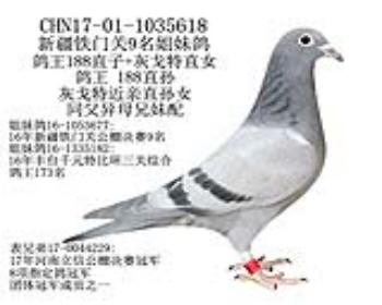 铁门关公棚9名姐妹鸽-5