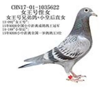 所向无敌号近亲-6