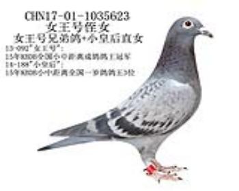 所向无敌号近亲-7