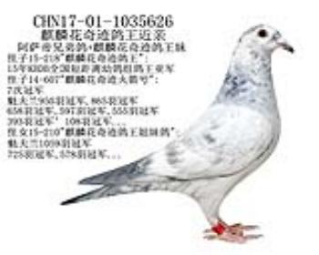 麒麟花奇迹鸽王近亲-9