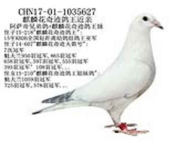 麒麟花奇迹鸽王近亲-10