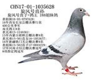 旋风号直孙女-11