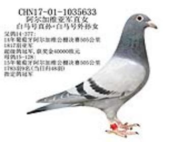 阿尔加维亚军直女-13