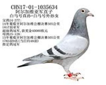 阿尔加维亚军直子-14