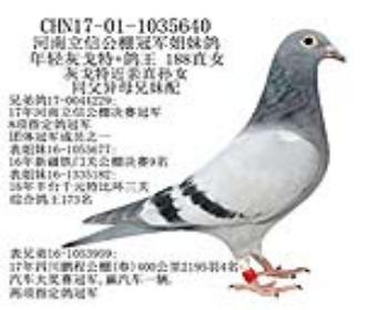 立信公棚冠军姐妹鸽-17