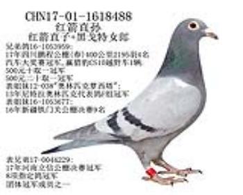 红箭直孙-18