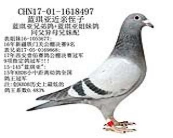 蓝琪亚近亲侄子-19