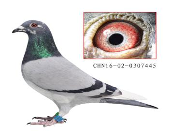 رȻǾ