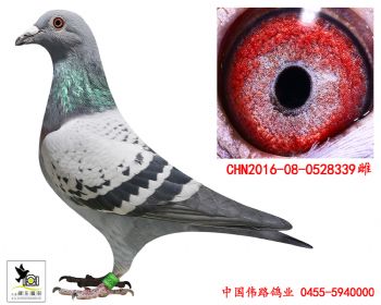 2016080528339