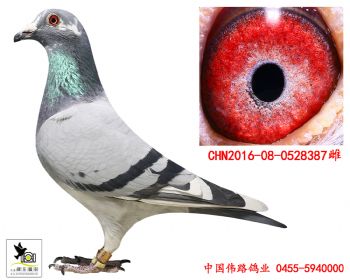 2016080528387
